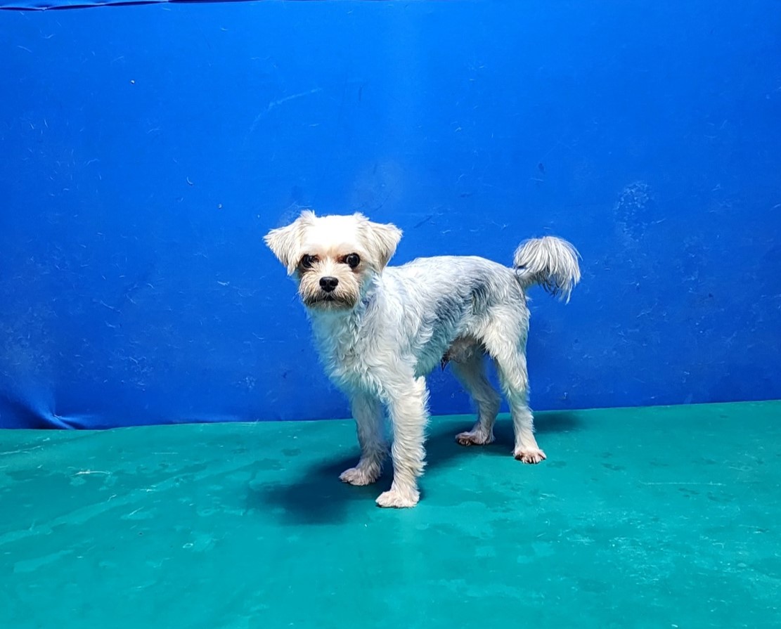 경산시유기동물보호소_447513202300950